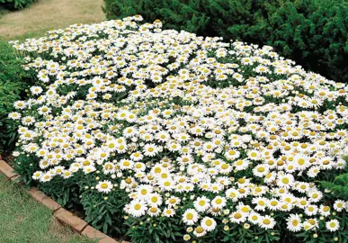 leucanthemum-snow-lady--1