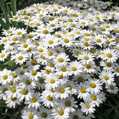 leucanthemum-snow-lady-