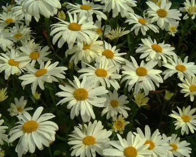 leucanthemum-sonnenschein-