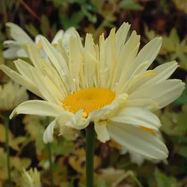 leucanthemum-sonnenschein-1