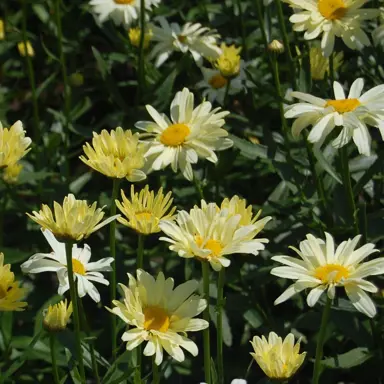 leucanthemum-sonnenschein-2