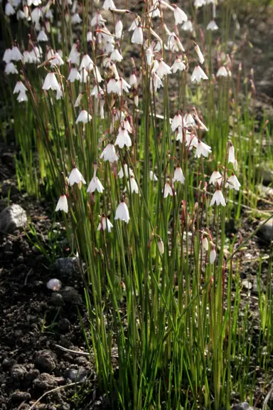 leucojum-autumnale-2