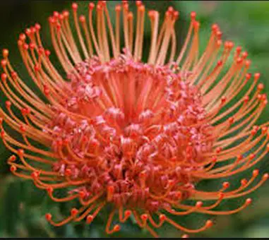 leucospermum-caroline-