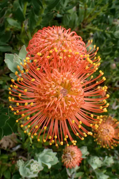 leucospermum-flamespike-