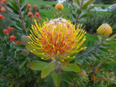 Leucospermum Henny's Torch orange-yellow flowers.