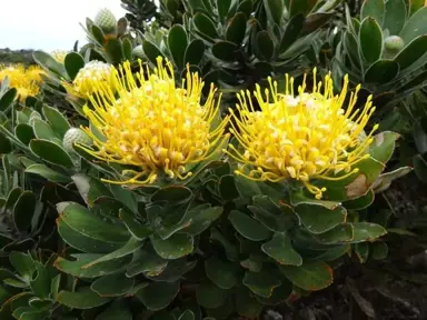 Leucospermum 'High Gold' plant with yellow flowers and green foliage.