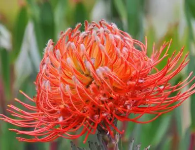 Leucospermum Lanii flower.