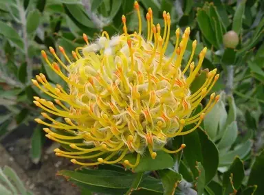 leucospermum-lorita-