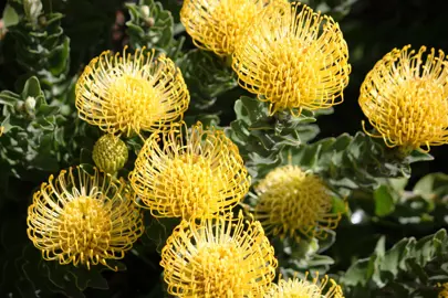 leucospermum-mary-lou-