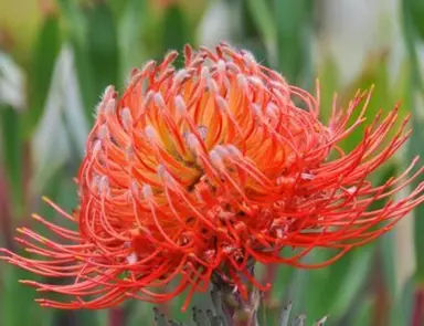 leucospermum-preciosa-