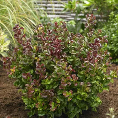 leucothoe-curly-red-2