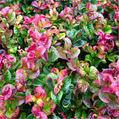 leucothoe-curly-red-3