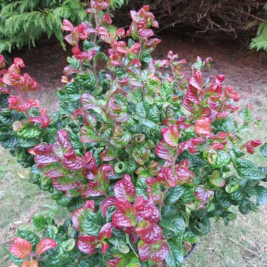 leucothoe-curly-red-4