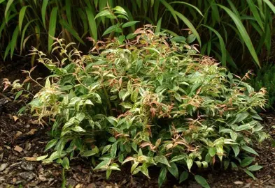 Leucothoe fontanesiana nana shrub with colourful foliage.