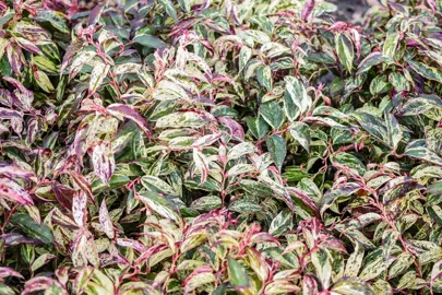 Leucothoe fontanesiana 'Rainbow' plant with variegated and colourful foliage.