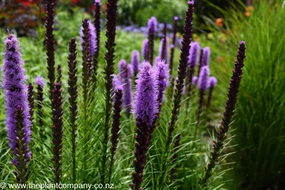 Purple flowers on Liatris spicata 'Floristan Violet' plant with green foliage.