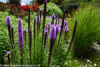 Liatris spicata 'Floristan Violet' plant with purple flowers and green foliage.