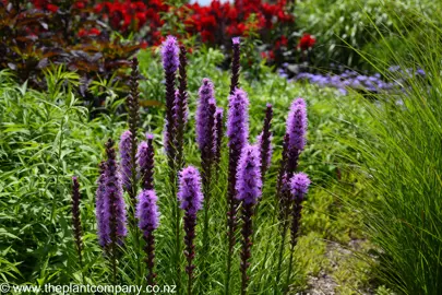 Liatris spicata 'Floristan Violet' plant with purple flowers.