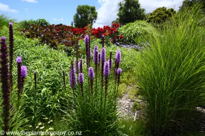 Liatris spicata 'Floristan Violet' plant with purple flowers in a garden.