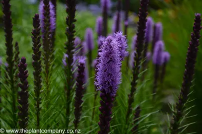 Large purple flowers on Liatris spicata 'Floristan Violet' plant.