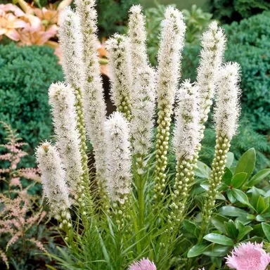 Liatris 'Floristan White' flowers above green foliage.