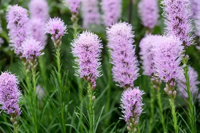 Liatris spicata 'Kobold' pink flowers.