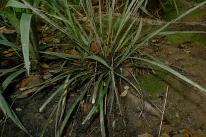 Libertia edgariae plant.