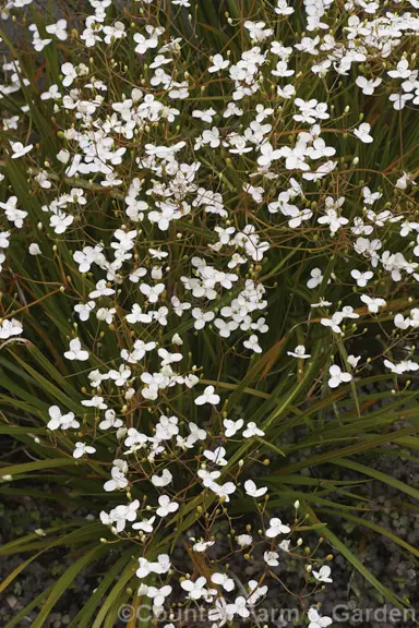 Libertia Gentle Annie plant with white flowers.