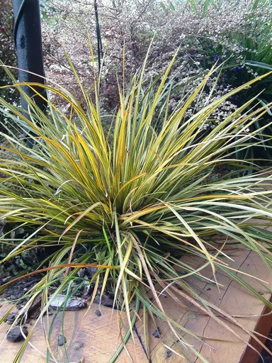 Libertia Highlander plant.