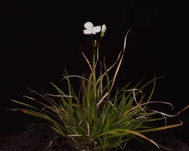 Libertia mooreae plant with white flowers.