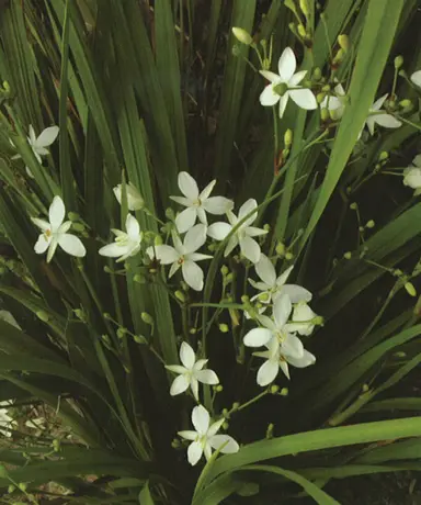 Libertia paniculata plant with white flowers.