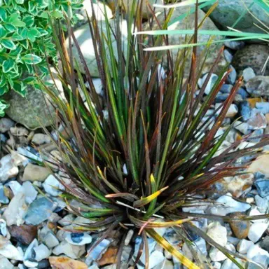 Libertia Taupo Blaze plant.