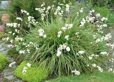 libertia-grandiflora-3