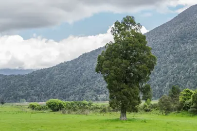 Libocedrus bidwillii tree.