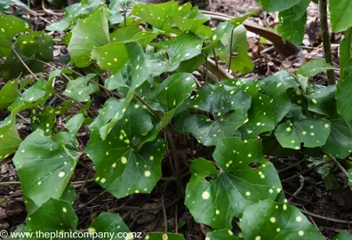 Ligularia 'Aureomaculata' plant with yellow spots on dark green leaves.