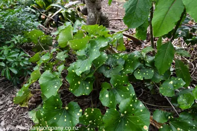 Ligularia 'Aureomaculata' plant in a garden with yellow spots on dark green leaves.