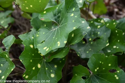 Ligularia 'Aureomaculata'dark green leaves with yellow spots.