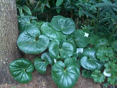 ligularia-tussilaginea-gigantea-