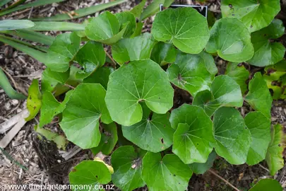 Ligularia 'Rukuhia Beauty' green foliage.