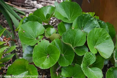 Ligularia 'Rukuhia Beauty' round and fresh green leaves.