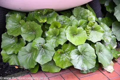 Ligularia 'Rukuhia Beauty' in a garden with lush, green foliage.