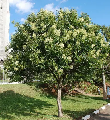 ligustrum-lucidum-