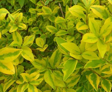 ligustrum-ovalifolium-aureum-