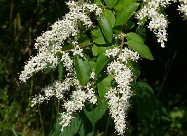 ligustrum-sinense-