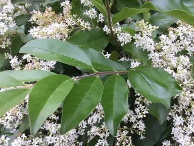 ligustrum-vulgare--1