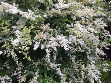 ligustrum-vulgare-