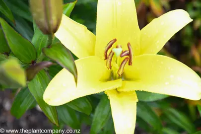 Lilium Golden Matrix with yellow flowers.