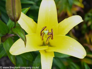 Beautiful yellow flowers on Lilium Golden Matrix.