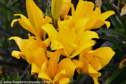 Bright yellow flowers on Lilium Golden Matrix.