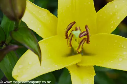 Lilium Golden Matrix with stunning, yellow flowers.